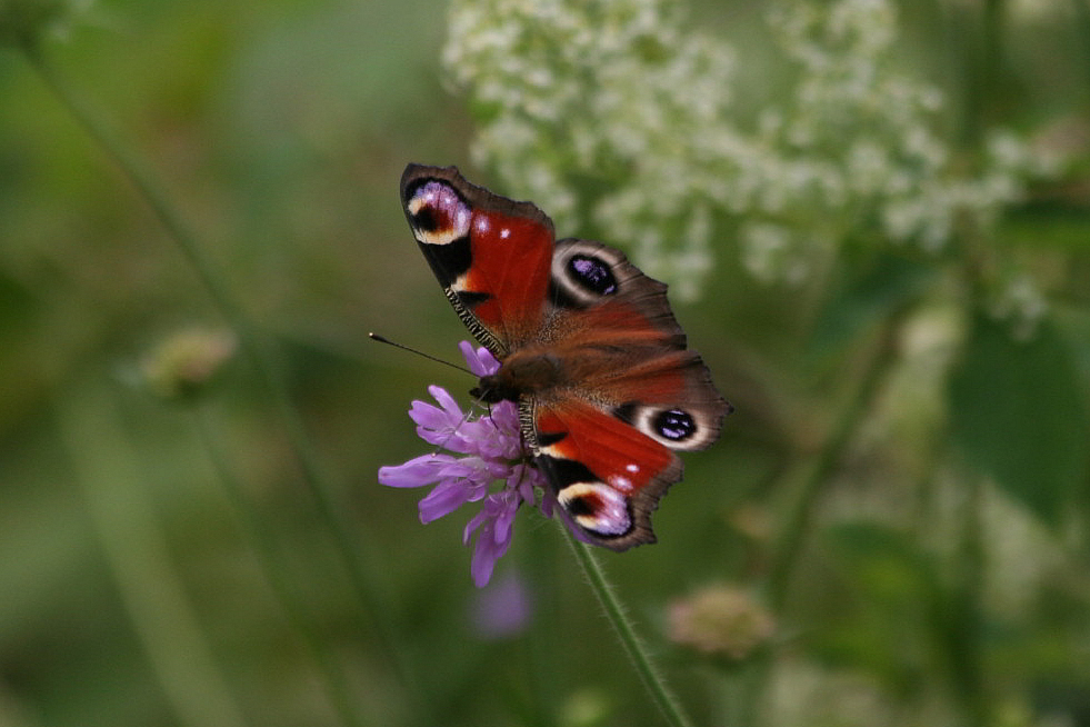 Aglais io